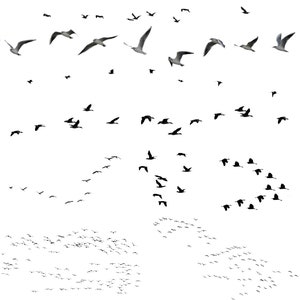 Vogeloverlays, zwerm vogels, transparante PNG-achtergrond, Photoshop-overlays afbeelding 6