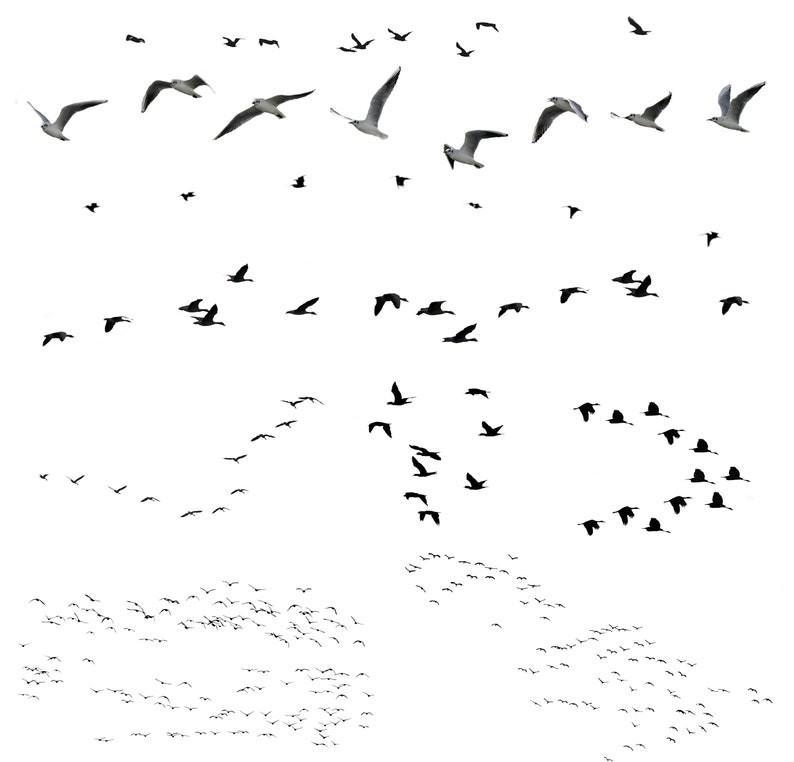 Bird Overlays, Flock of Birds, PNG Transparent Background, Photoshop Overlays image 6