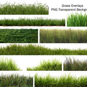 May include: A collection of 10 different images of green grass, each with a white background. The grass is in various stages of growth, from short and lush to tall and wild. The images are perfect for adding a touch of nature to your designs.