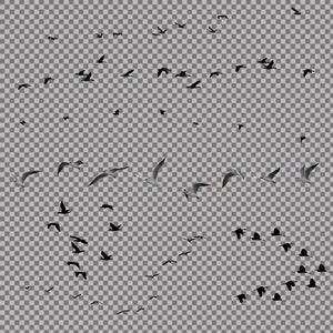 Superpositions d'oiseaux, volée d'oiseaux, arrière-plan PNG transparent, superpositions Photoshop image 7