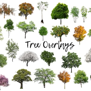 50 Tree Overlays, PNG Transparent Background, Photography Overlays image 1