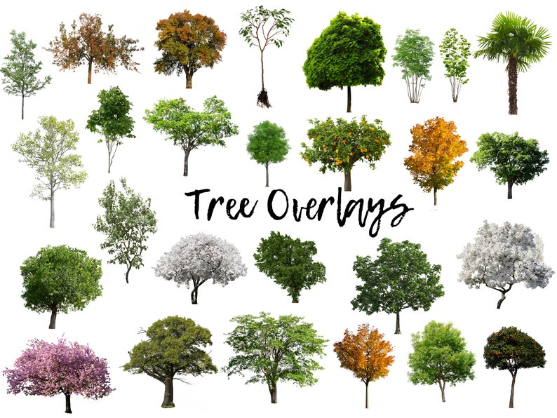 50 Tree Overlays, PNG Transparent Background, Photography Overlays image 1