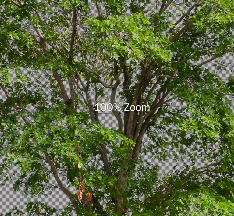 50 Tree Overlays, PNG Transparent Background, Photography Overlays image 7
