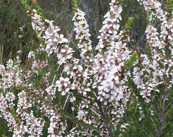 Manuka Tea Tree Seeds: High Grade Australian Honey Production