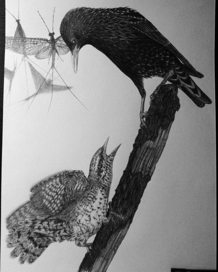 Realistic Drawing of Bird / Sample Works / Art / Realistic Art | Etsy