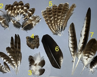 Rare feathers / For craft / Pack of feathers owls / bird of prey / golden eagle / for collect / cruelty free