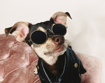 dog sunnies