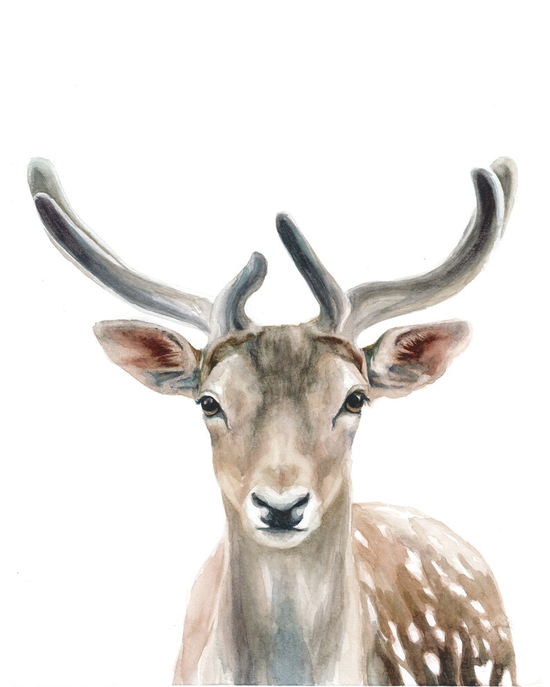 Fallow Deer Watercolor Portrait Print - Etsy