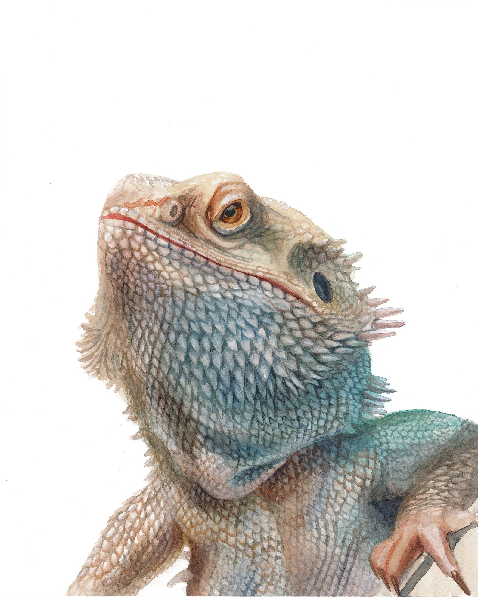 Bearded Dragon Watercolor Portrait Print - 11x14 - Etsy