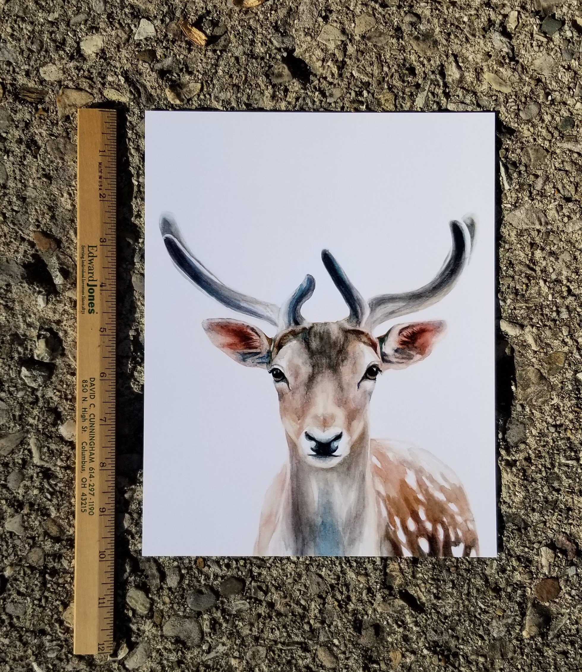 Fallow Deer Watercolor Portrait Print - Etsy