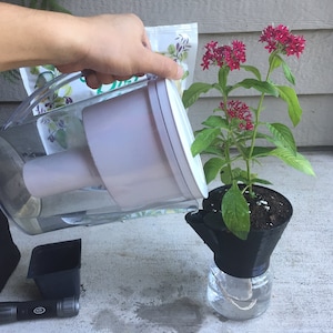 May include: A clear pitcher is pouring water into a plant pot with a red flowering plant. The plant pot is set inside a clear glass jar. A black pot and a flashlight are on the concrete surface.