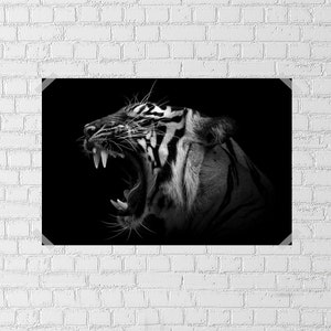 Black and White Tiger Photo Poster