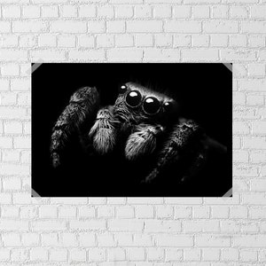 Black and White Jumping Spider Photo Poster
