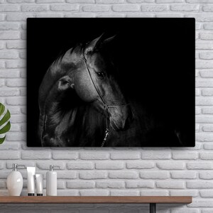 Black & White Horse Canvas Print