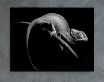 Black & White Chameleon Canvas Print