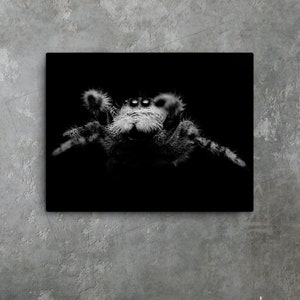Black & White Leaping Jumping Spider Canvas Print
