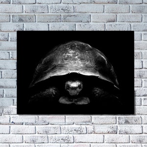 Op de afbeelding: Een zwart-witfoto van een schildpad met zijn kop ingetrokken in zijn schild. De schildpad kijkt naar de camera en het schild is scherp.