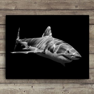 Black & White Great White Shark Canvas Print