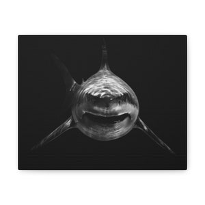 Great White Shark Hunt Canvas Print