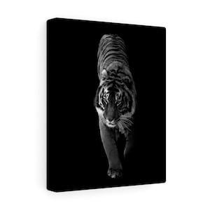 Black & White Photo of Prowling Tiger On Canvas Print