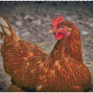 Rooster Cross Stitch Pattern