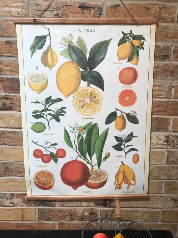 Handmade Citrus Vintage-style Wall Art