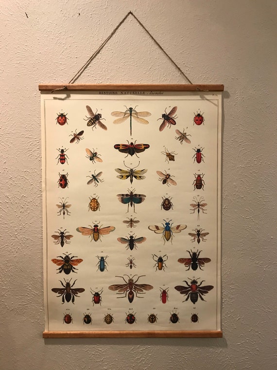 Histories Naturelle, Insectes Wall Art