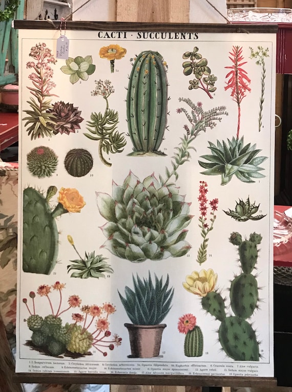Cacti - Succulents Wall Hanging
