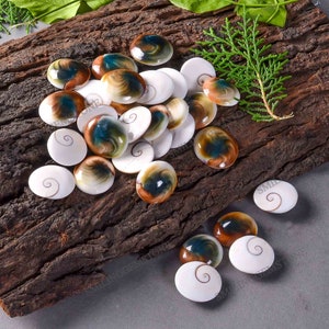 May include: A collection of 20 iridescent abalone shell cabochons. The shells are oval shaped and have a white, brown, and blue iridescent sheen. The shells are arranged on a piece of wood.