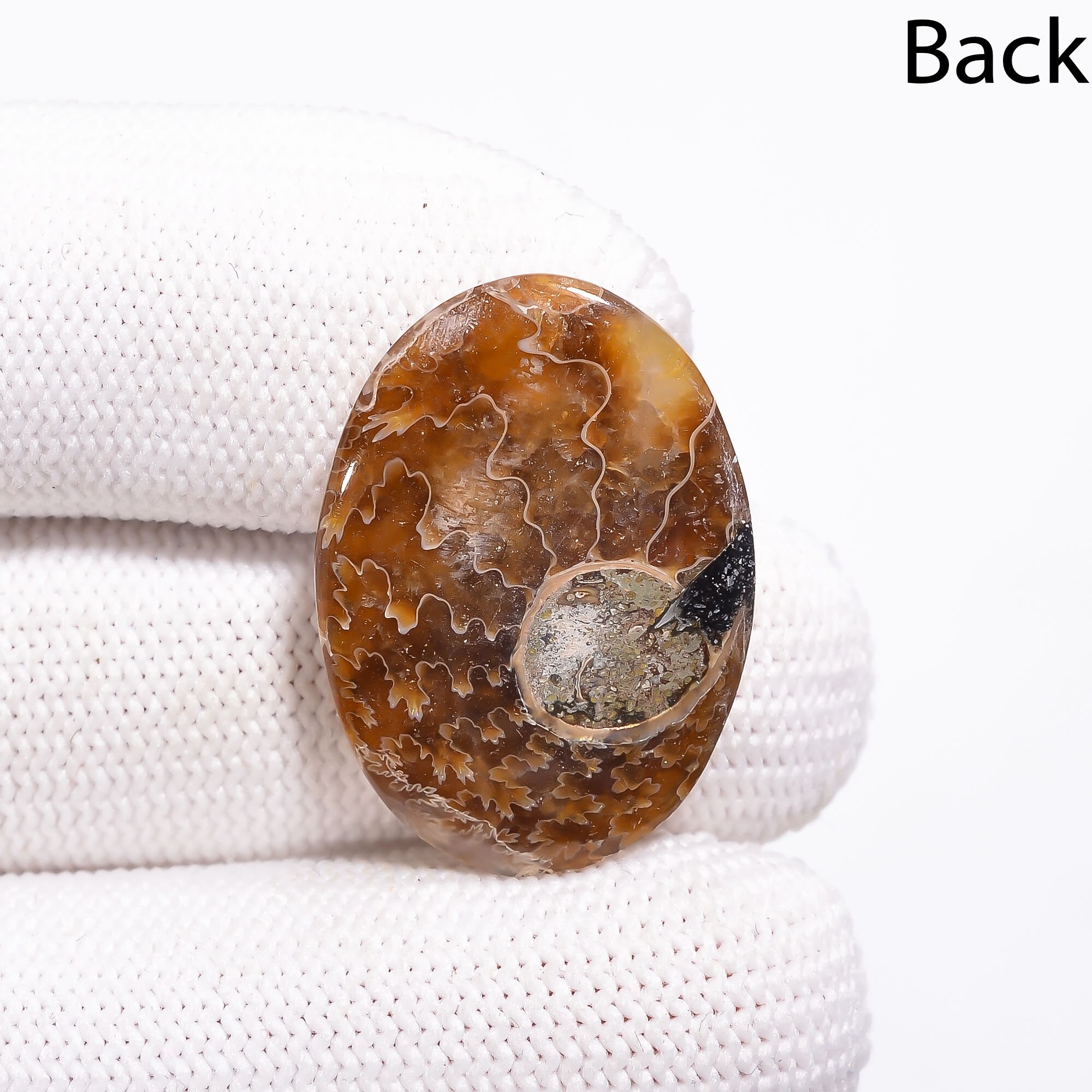 ammonite stone ammonite stone