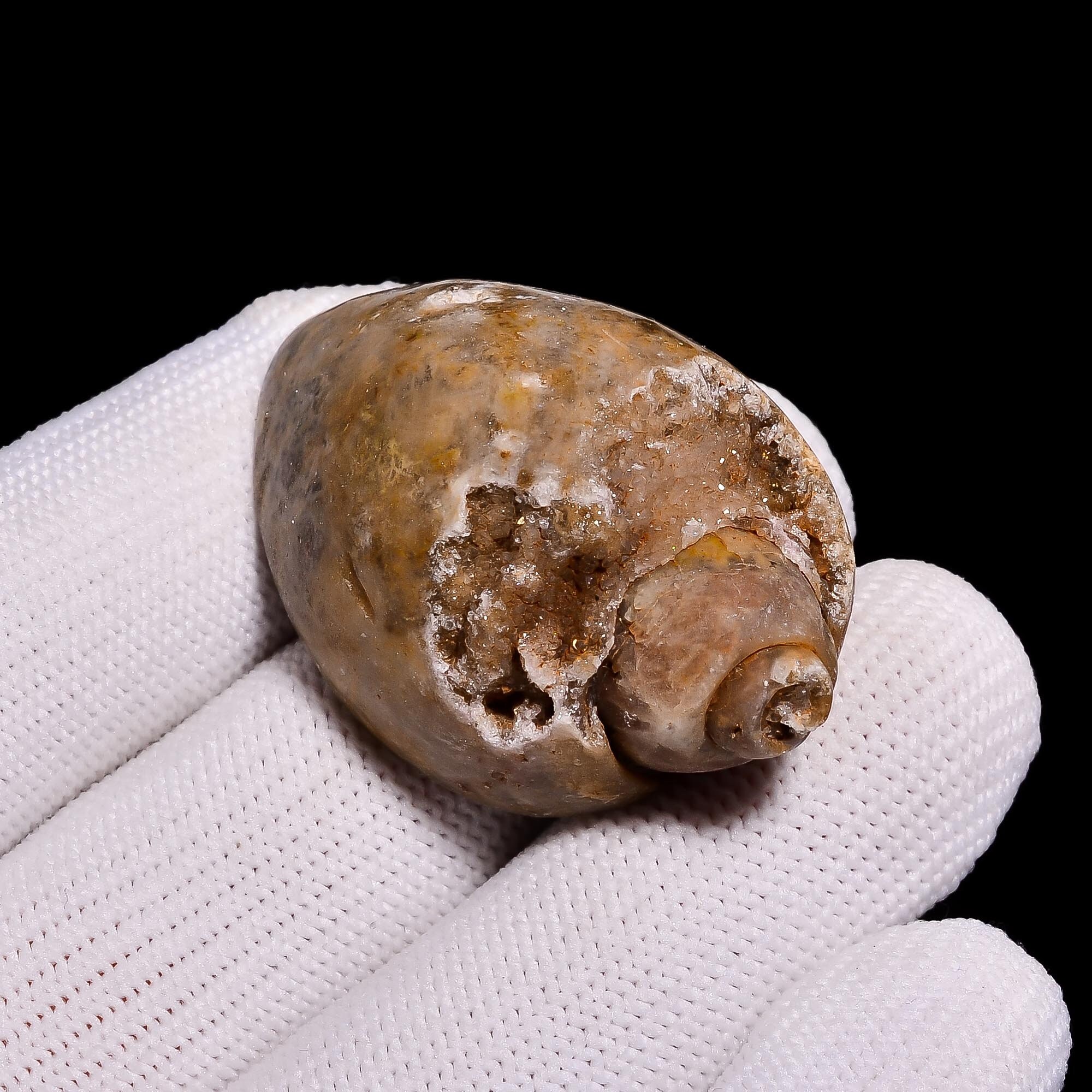 Gastropod Snail Shell Fossil Agate Druzy Gemstone Fancy Etsy