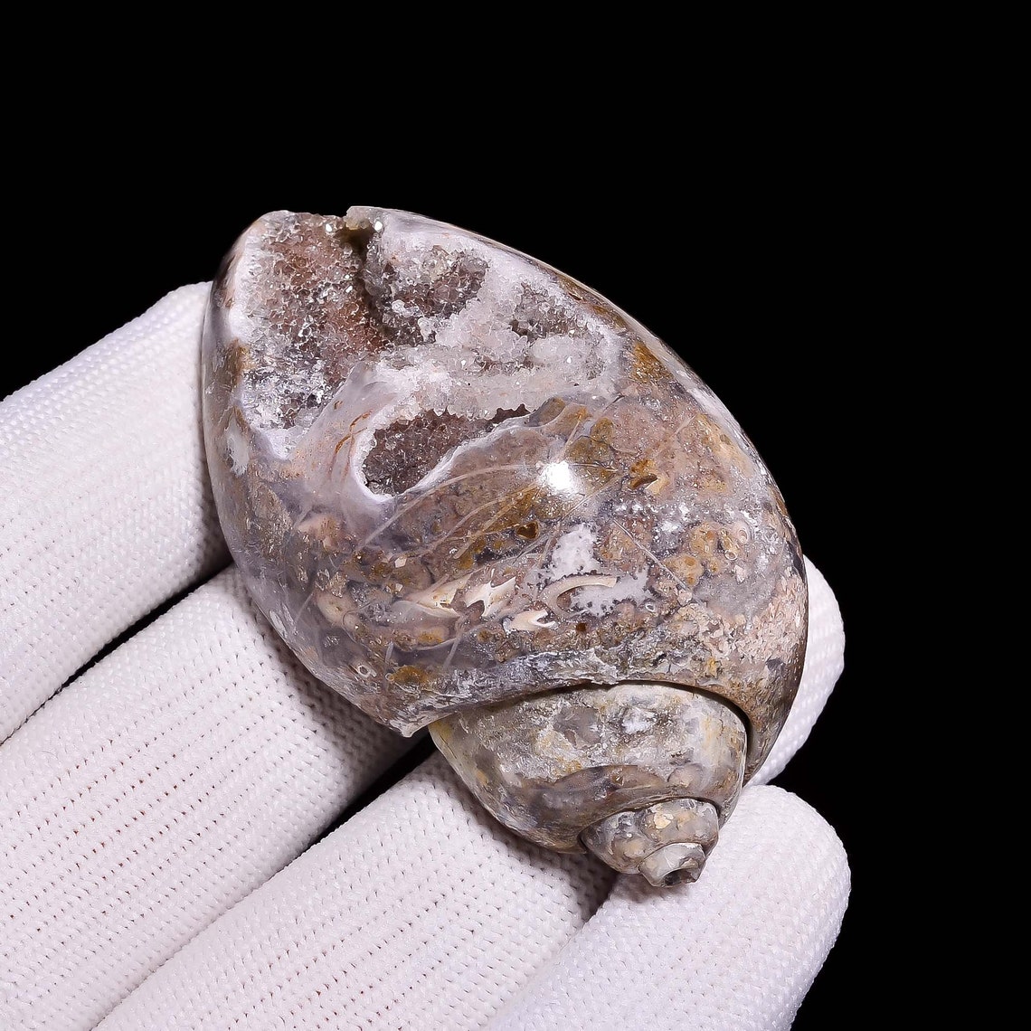 Gastropod Snail Shell Fossil Agate Druzy Gemstone Fancy Etsy