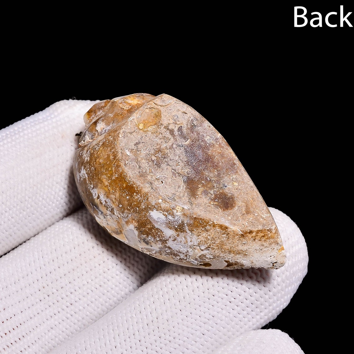 Gastropod Snail Shell Fossil Agate Druzy Gemstone Fancy Etsy