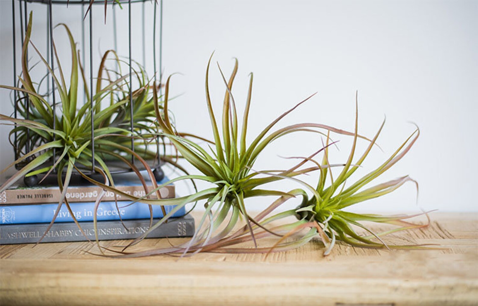 Artificial Air Plant Fake Simulation Tillandsias Home Table Etsy
