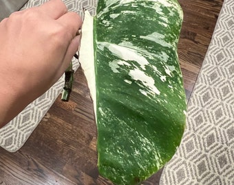 Variegated Monstera Borsigiana Albo mid cutting plant