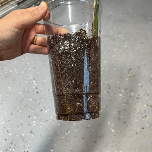 Rooted Variegated Monstera Borsigiana Albo mid cutting shops plant