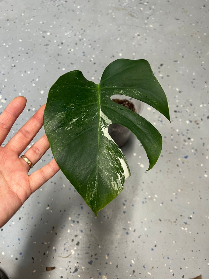 Rooted Variegated Monstera Borsigiana Albo mid cutting shops plant