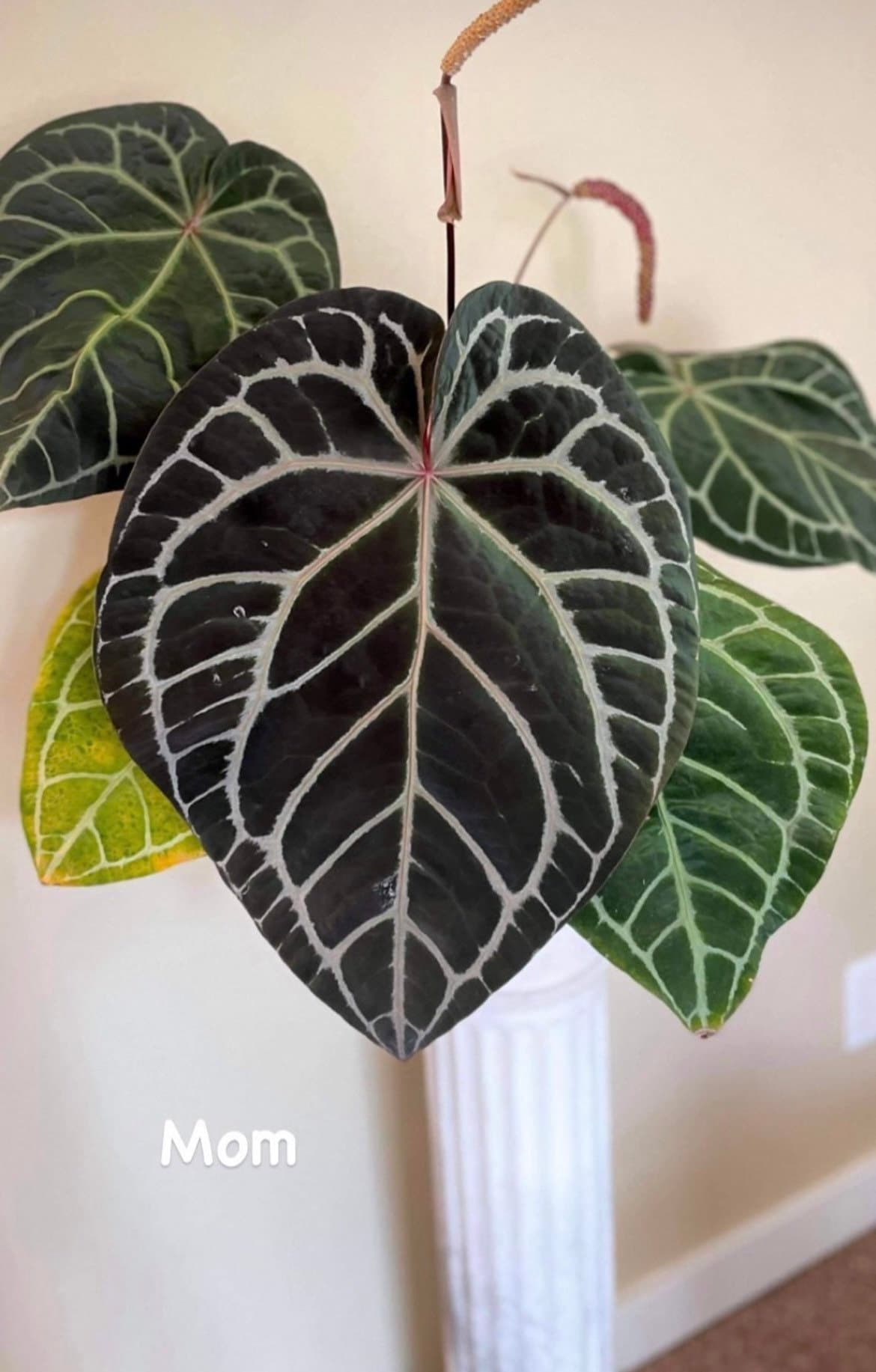 Anthurium Red Crystallinum “tezula” X “NSE” Anthurium