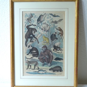 Antique Framed Zoological Illustration Print – Primate & Mammal Engraving – Natural History Art