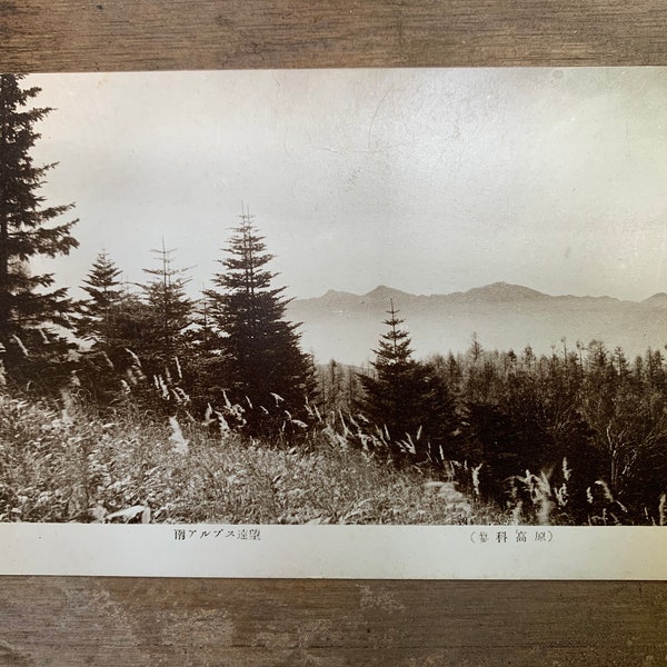 1920s Japan - Vintage Postcard - Sepia Forest