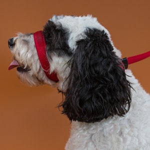 May include: A white and black dog wearing a red training muzzle and a red leash.