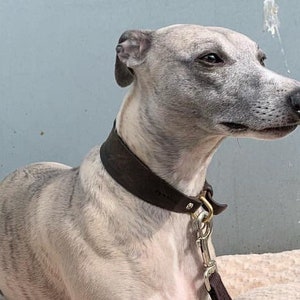 May include: A grey and white Whippet dog wearing a brown leather collar with a silver and gold clasp. The dog is lying down on a white surface.