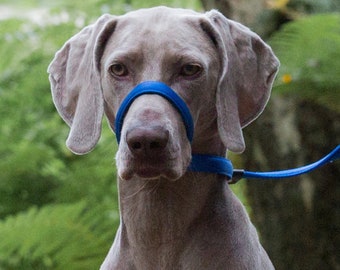 Figure of 8 Dog Lead. STOP Your Dog Pulling - NOW. Training and Behaviour Lead. Nylon Padded for Comfort. Simple & Easy. One Size. BLUE