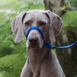 May include: A grey Weimaraner dog wearing a blue head halter. The dog is looking directly at the camera.
