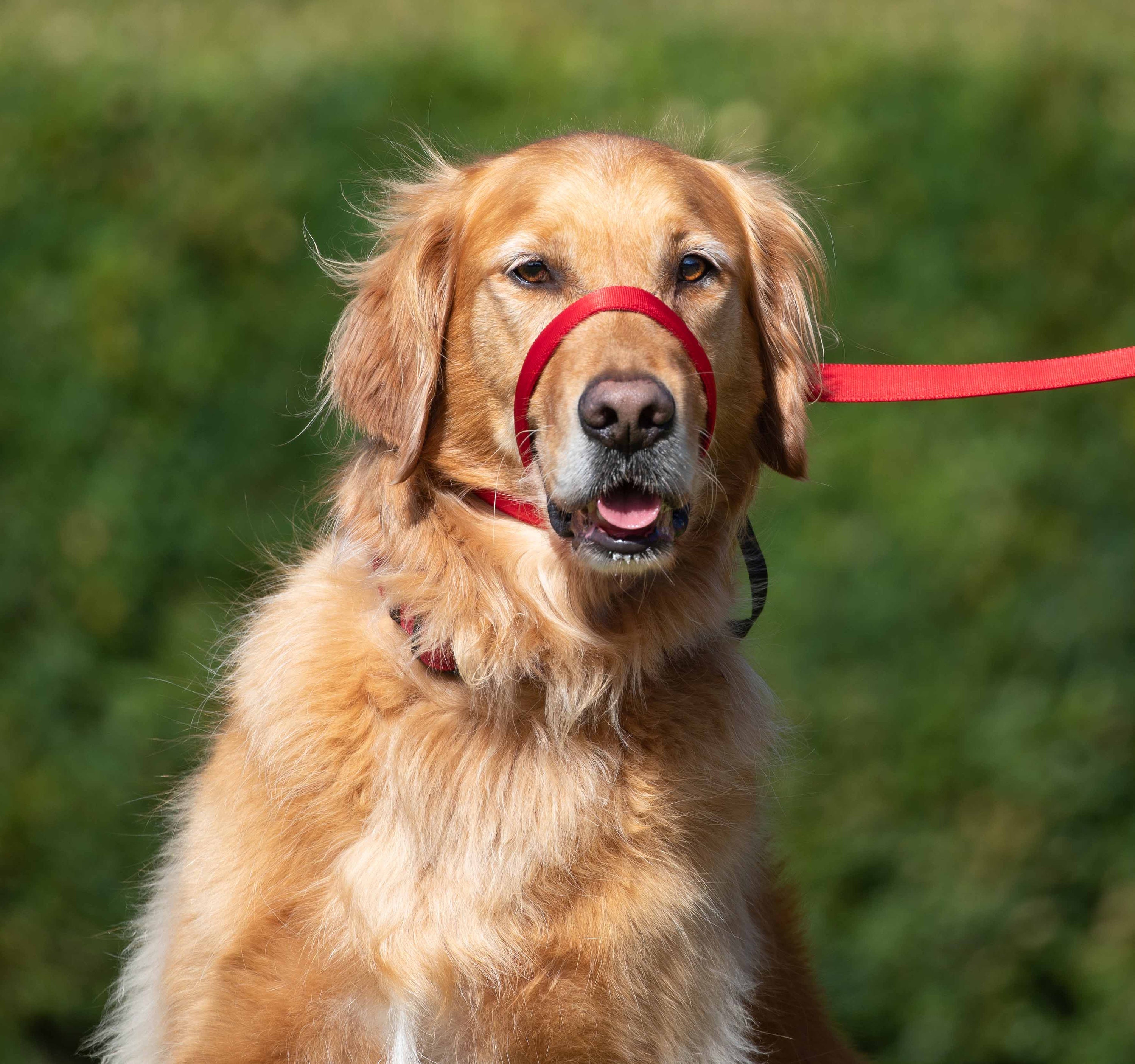 Uniwalker Figure of 8 Dog Training Dog Lead. Stop Your Dog Etsy UK