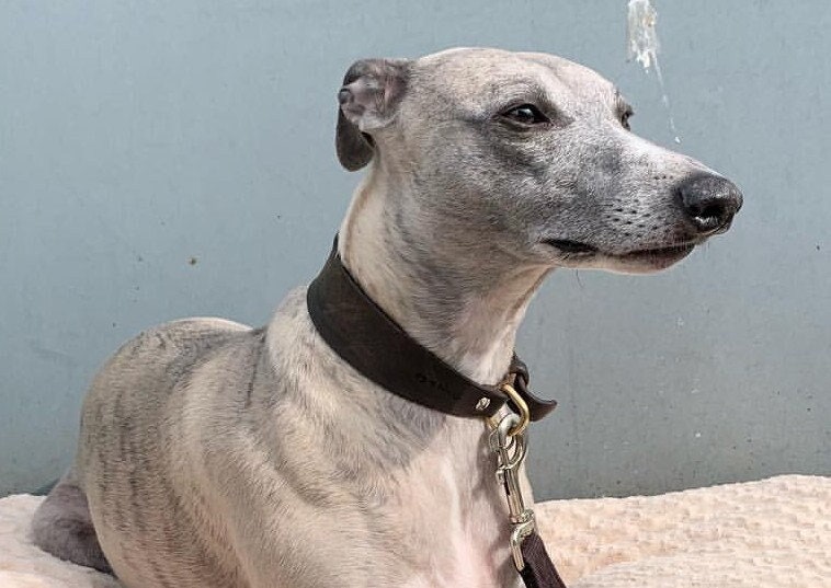 ウィペットの首輪 - Etsy 日本