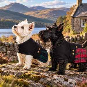 May include: A white West Highland White Terrier and a black Scottish Terrier wearing black coats with gold buttons. The white dog wears a green and blue plaid skirt, while the black dog wears a red and green plaid skirt over their backs.