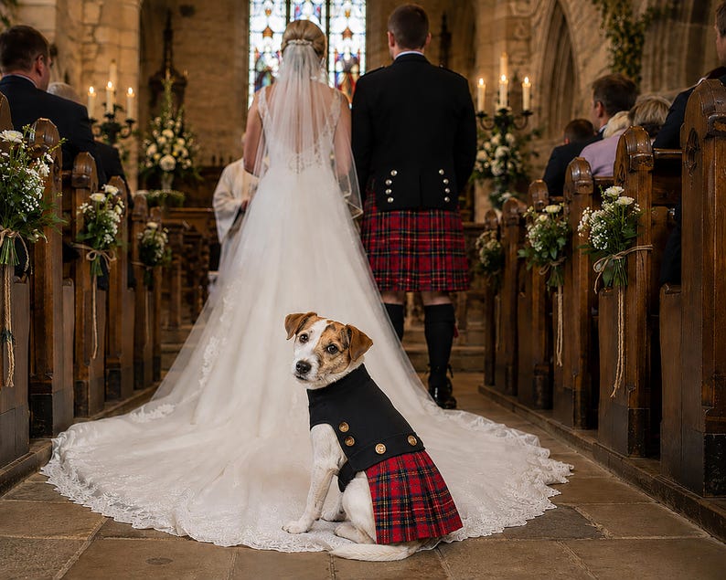 May include: A small dog wearing a black vest with gold buttons and a red, green, and black plaid kilt. The dog is sitting on the long white lace train of a wedding dress in a church aisle, with a person in a kilt standing in the background.