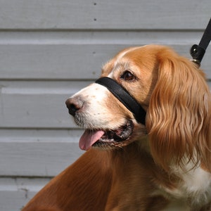 May include: A brown and white dog wearing a black muzzle and a black leash.