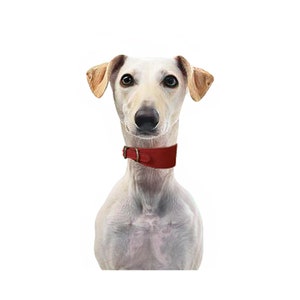 May include: A white dog with brown ears and a red leather collar. The dog is looking directly at the camera.